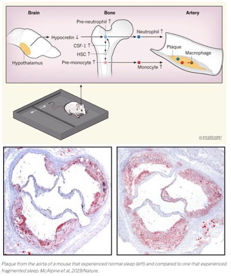 McAlpine et al. Nature 2019